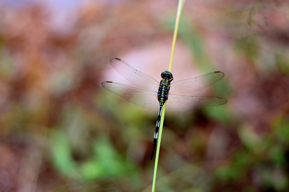 shallow focus photography of dragonfly