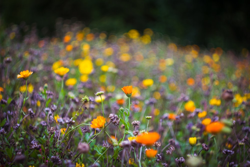 Selektive Fokusfotografie von orangefarbenen und gelbblättrigen Blüten