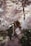 woman near cherry blossom tree