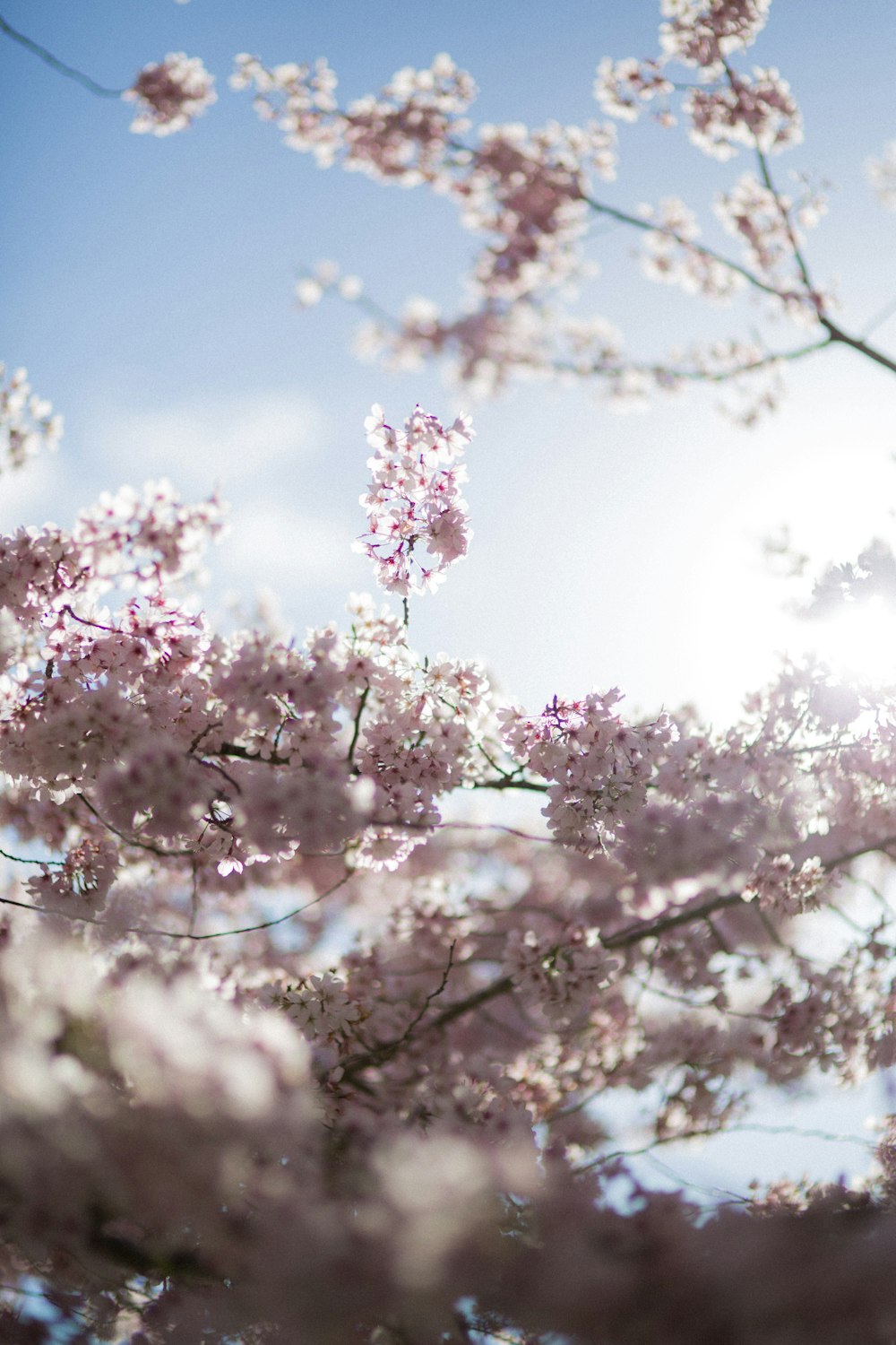 白い桜の花のセレクティブフォーカス撮影
