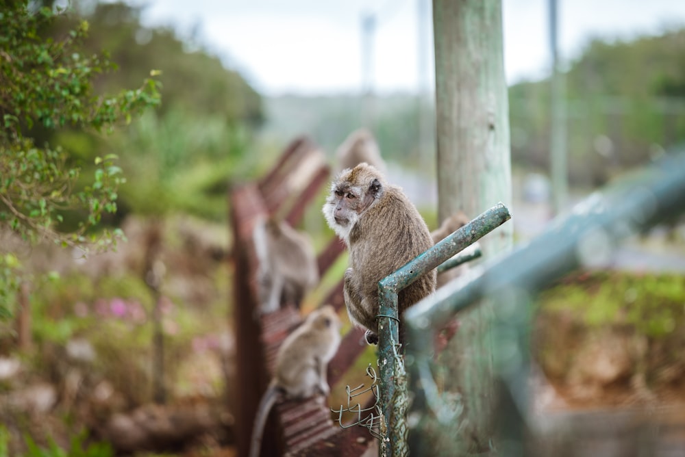selective focus photography of brown monkey on grey railing