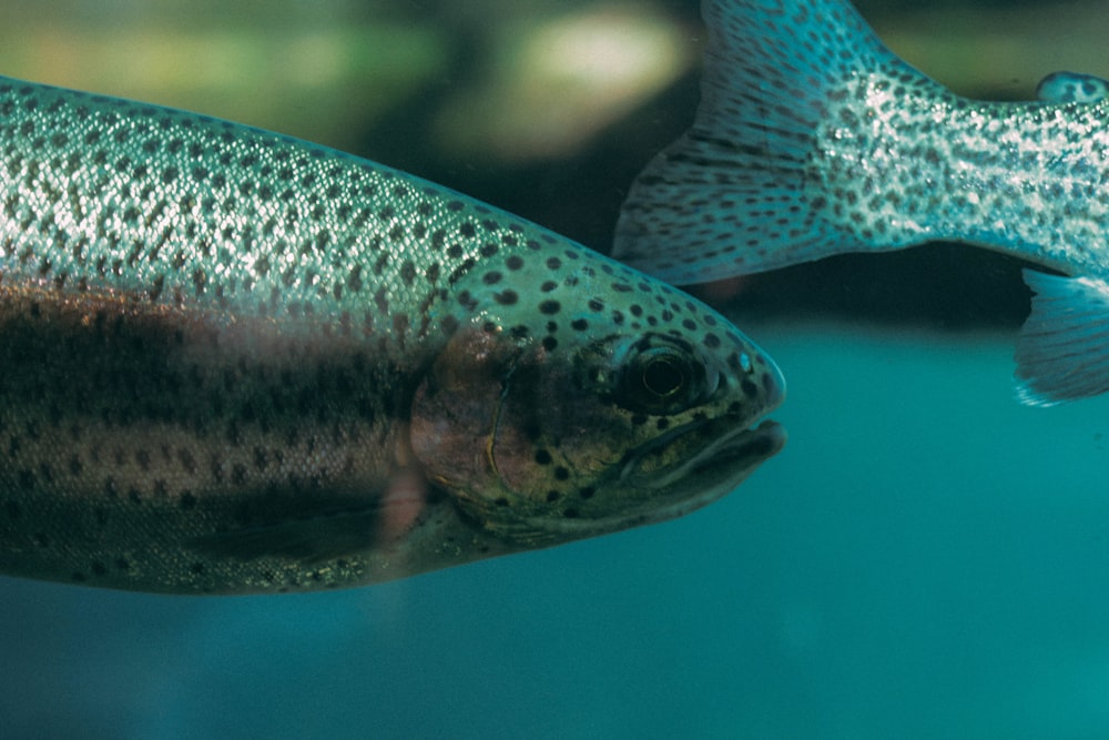 Fotografía de primer plano de peces grises