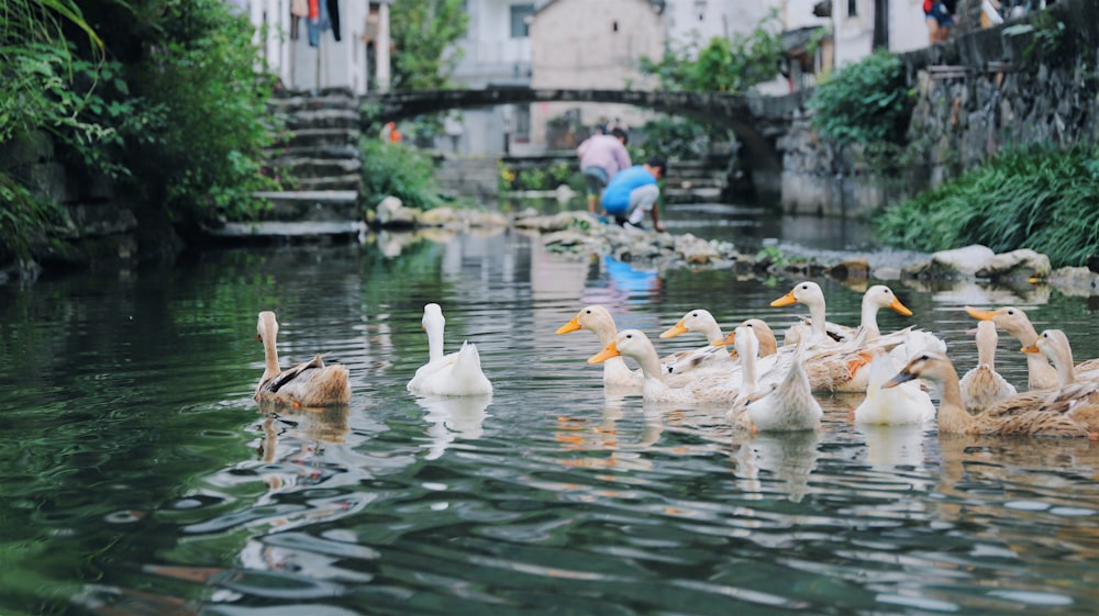 brood of white and brown duck on water