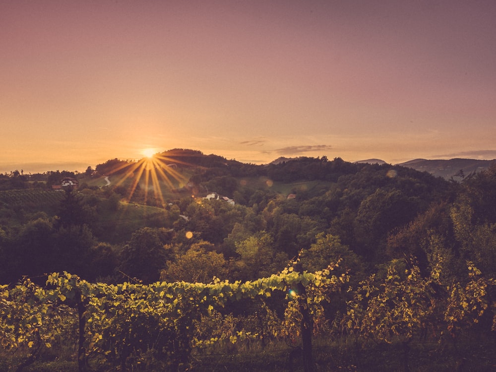 green trees on mountain during sunset