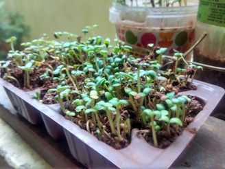 A tray filled with small, green seedlings sprouting from brown soil. The seedlings are densely packed, and the tray appears to be placed on a windowsill. In the background, there are additional containers with more plants, contributing to a lush, natural setting.