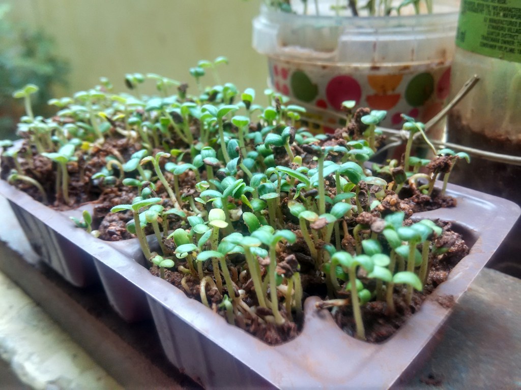Seasonal Crop Seeds
