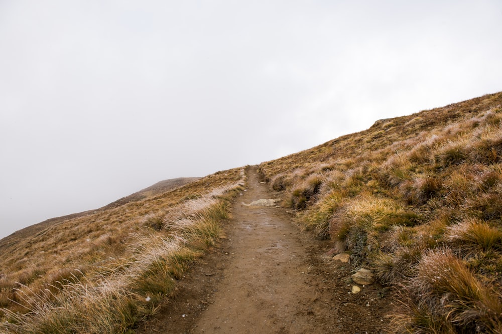 Camino de tierra rodeado de hierba verde