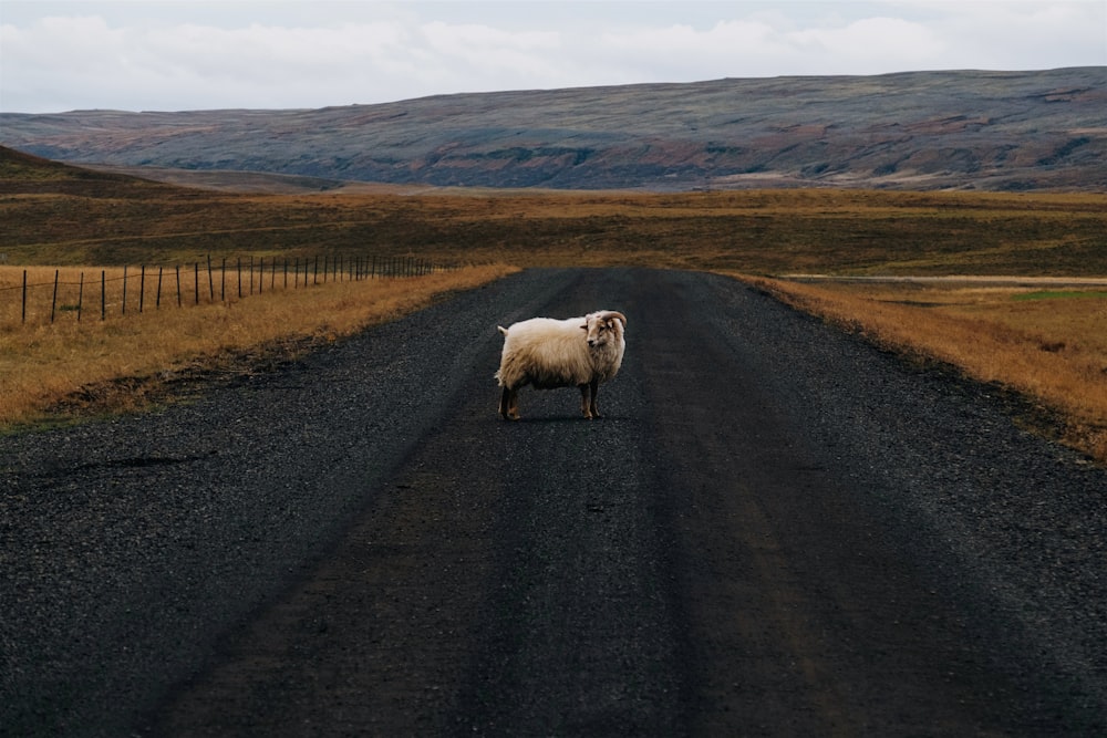 white sheep standing on black road between brown grass during daytime