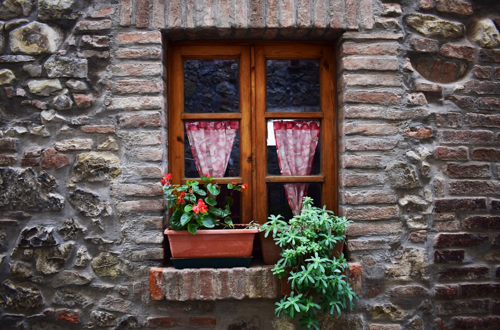 green potted plants in front of closed window