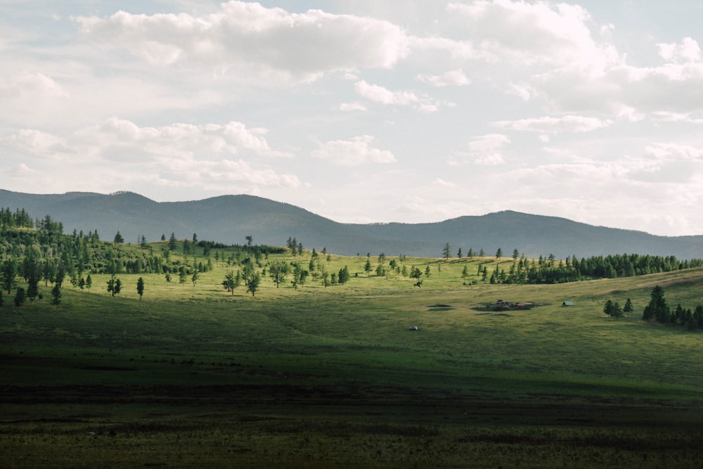 green grass field during daytime