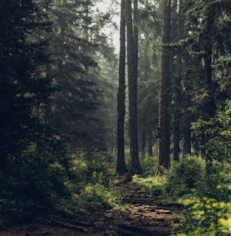 Forest during daytime