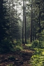Forest during daytime