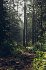 Forest during daytime