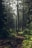 Forest during daytime