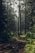 Forest during daytime