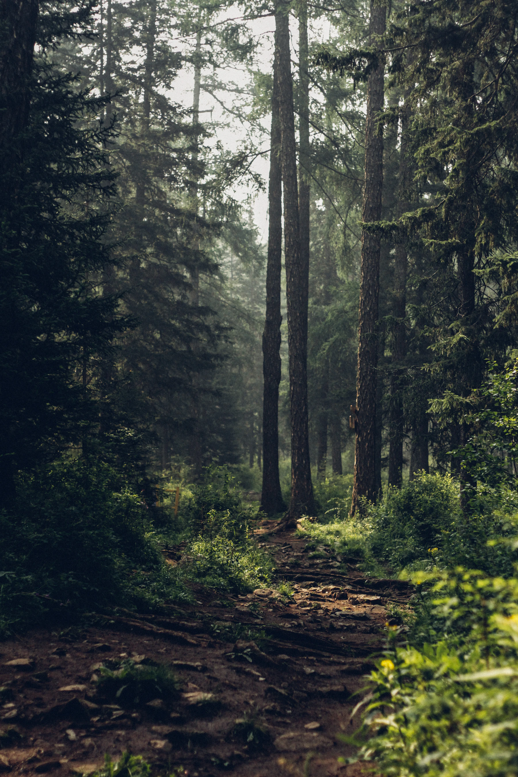 Forest path through Western North Carolina mountains
