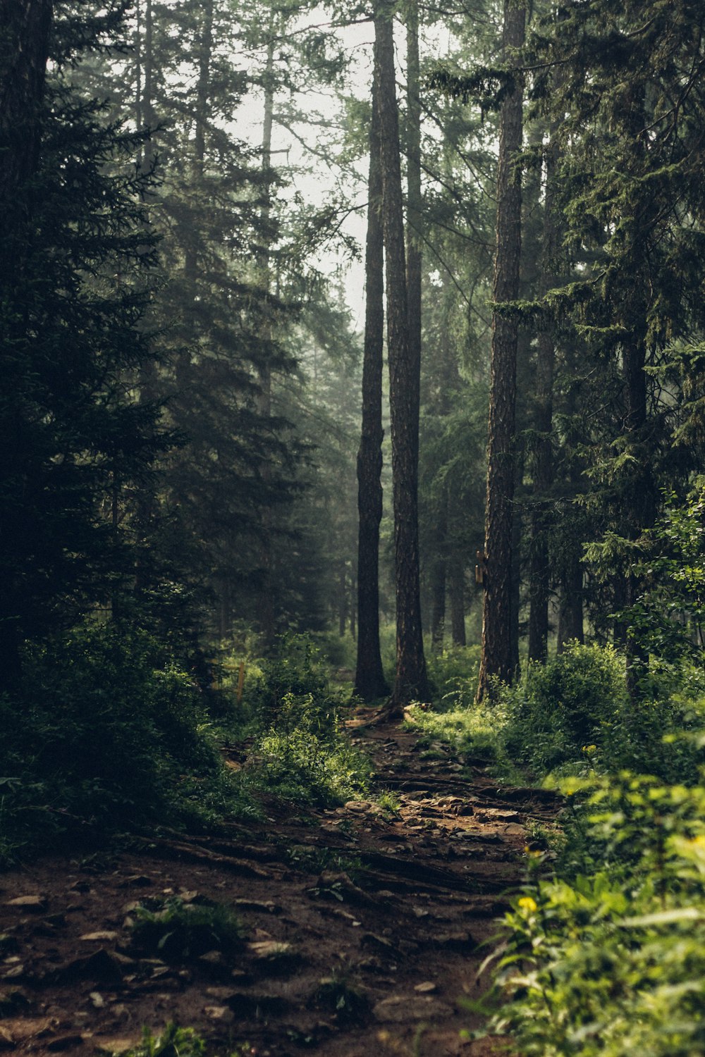 Forêt pendant la journée