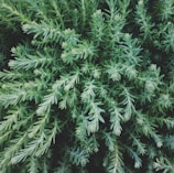 Dense, spiky green foliage, likely from a succulent plant, with intricate patterns and textures. The leaves are tightly clustered and cover the entire frame, creating a lush and vibrant look.