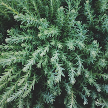Dense, spiky green foliage, likely from a succulent plant, with intricate patterns and textures. The leaves are tightly clustered and cover the entire frame, creating a lush and vibrant look.