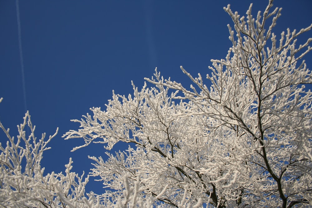 photo of bare tree