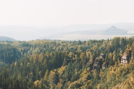 A vast and lush forest landscape with dense green and yellow foliage, interspersed with a few rocky outcrops. The background features soft rolling hills and a hazy sky, creating a serene and expansive atmosphere.