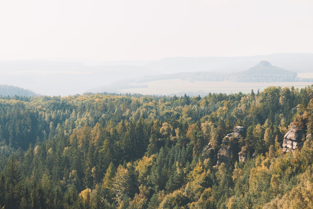 Tropical and subtropical coniferous forests photo spot Saxon Switzerland