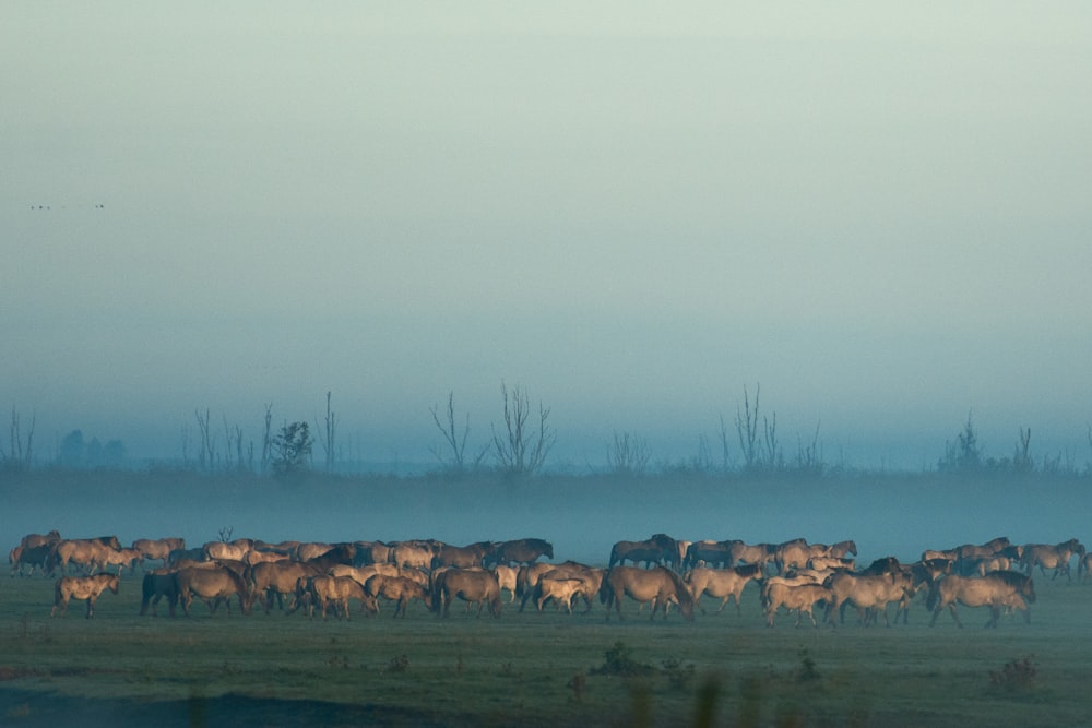 group of horse on field