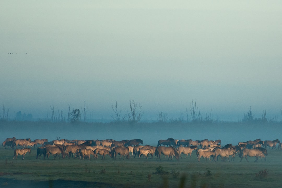 group of horse on field