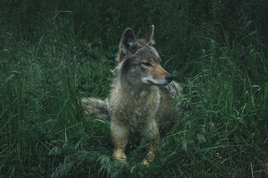 gray, brown, and white wolf on lying green grass in Quebec Canada