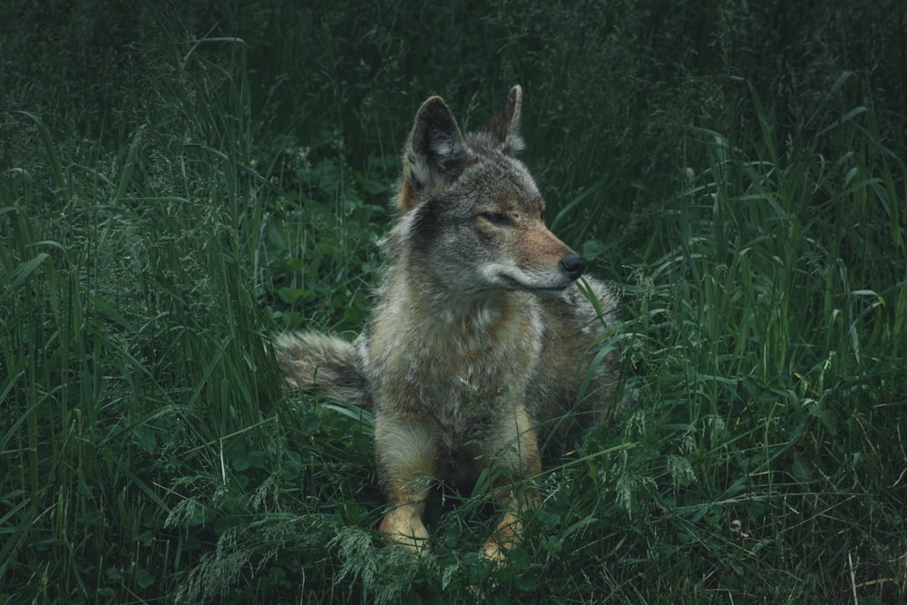 회색, 갈색, 흰색 늑대가 누워 있는 푸른 잔디 위에