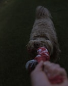 A playful labrador puppy tugging on a colorful rope chew toy at the park.