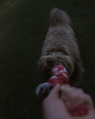 A playful labrador puppy tugging on a colorful rope chew toy at the park.