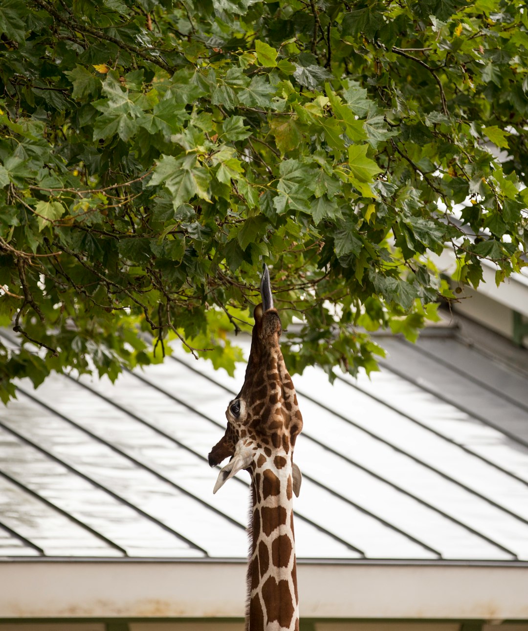 giraffe eating tree leaves during daytime
