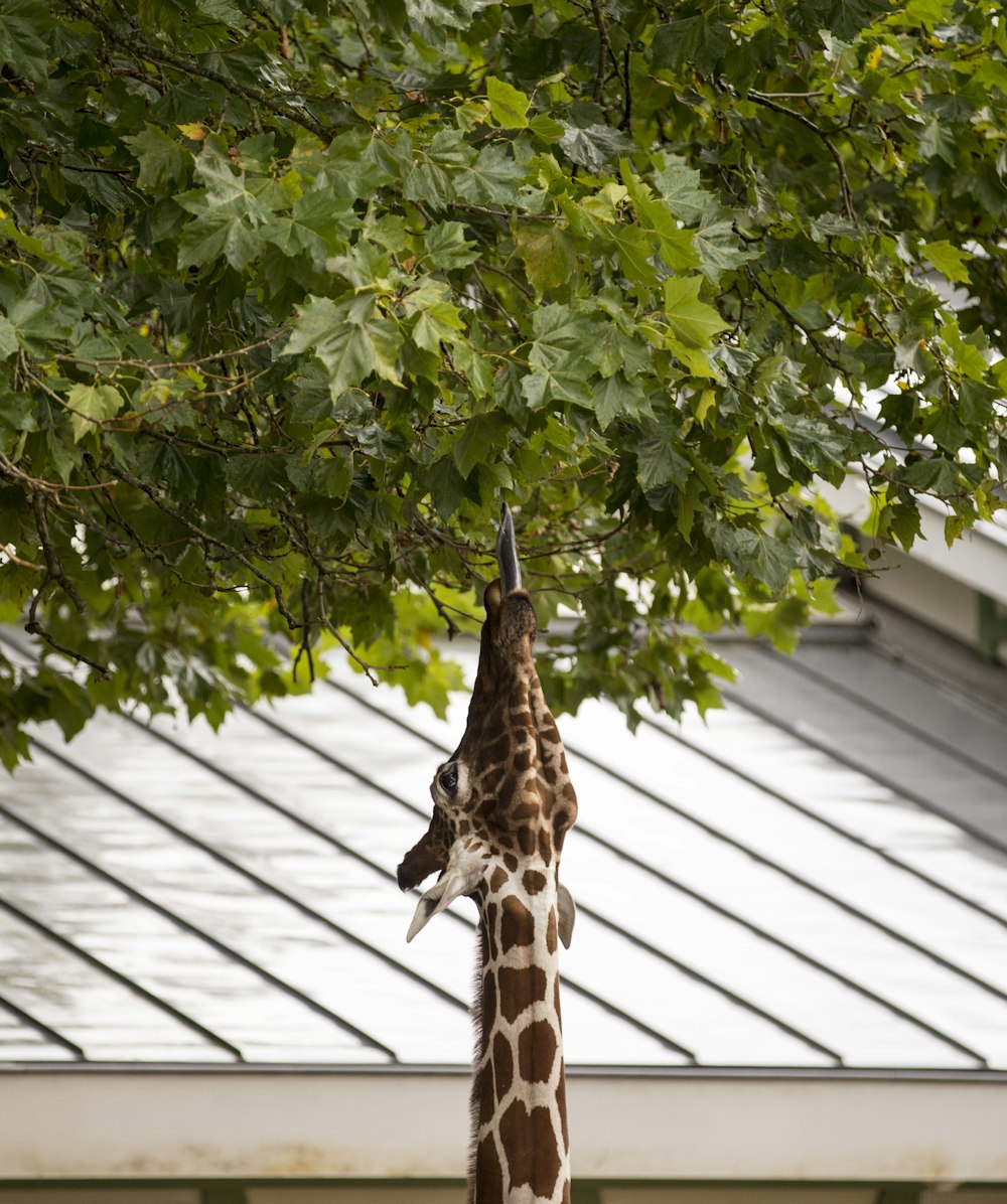 giraffe eating tree leaves during daytime