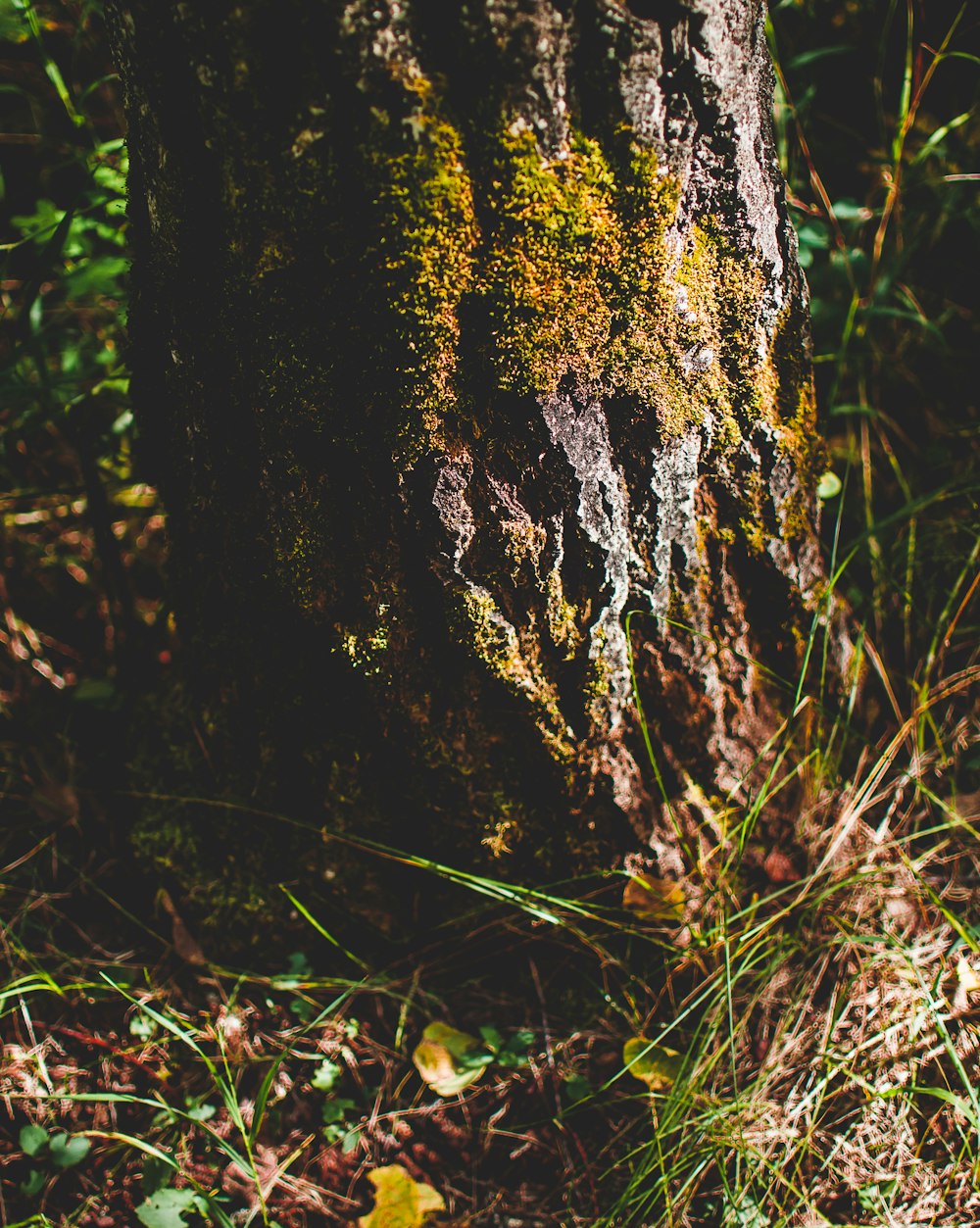 moss on tree