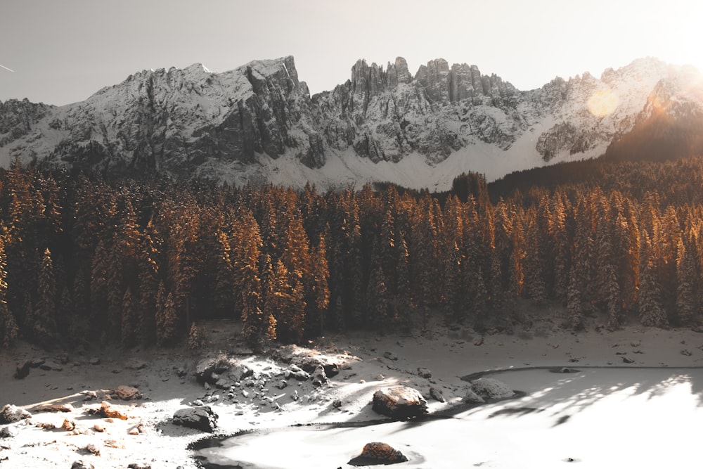 green leaf trees near snow covered mountains at daytime