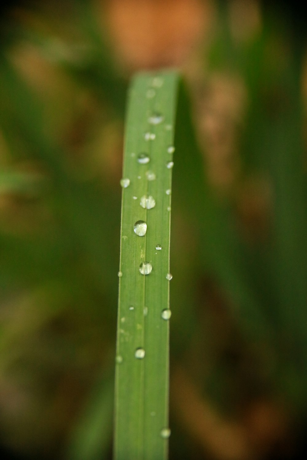 water droplets on green leaf