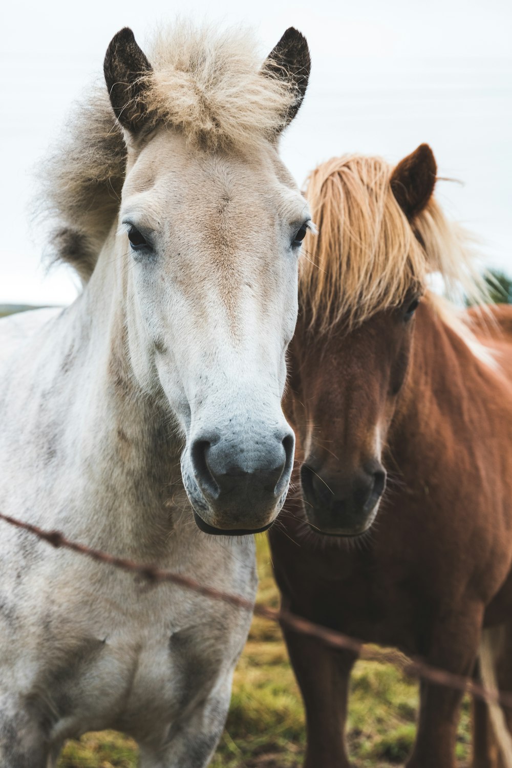 focus photography of two horses