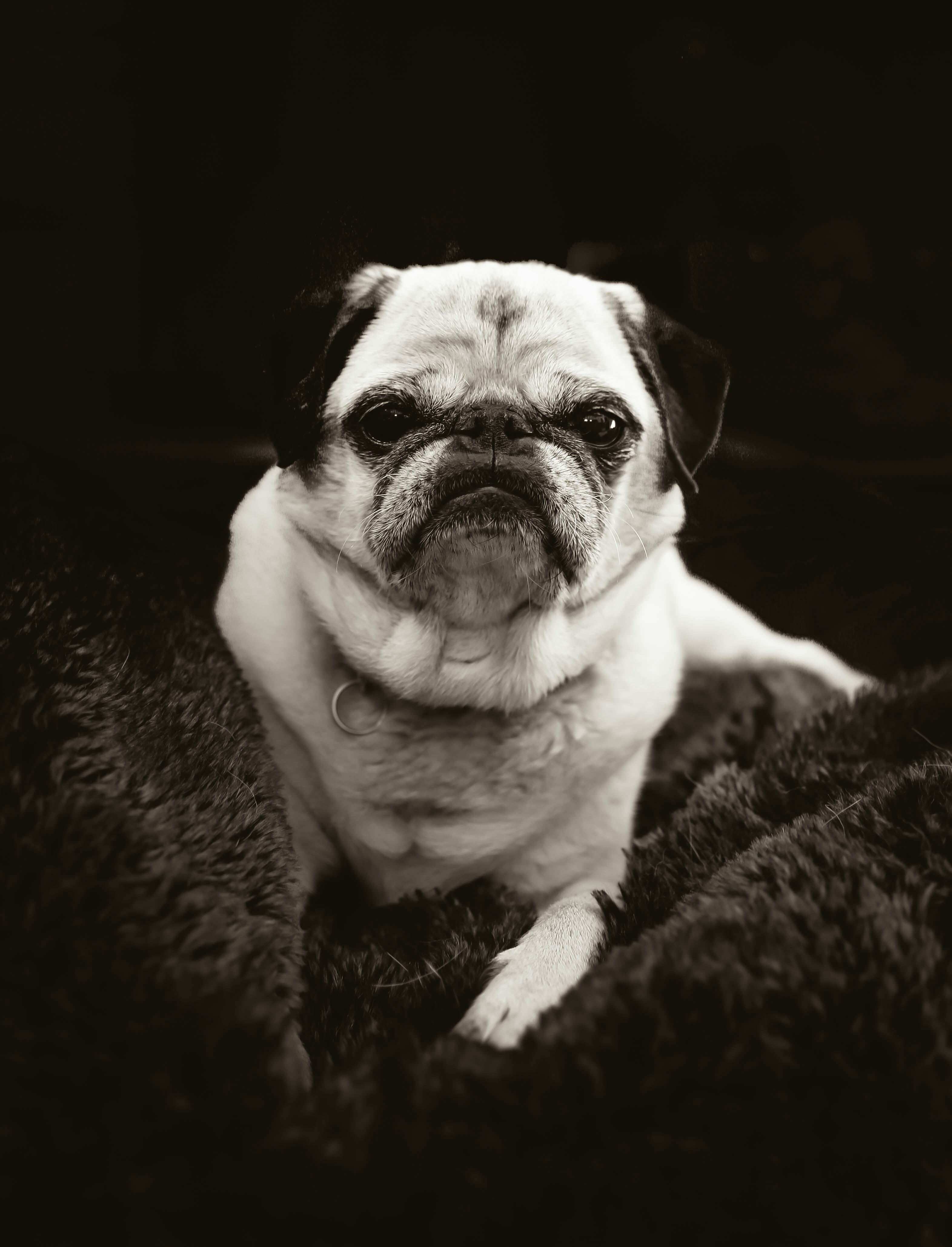 Pug in his natural environment… on a blanket