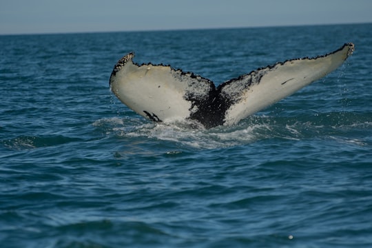 whale's tale on bodies of water at daytime in Húsavík Iceland