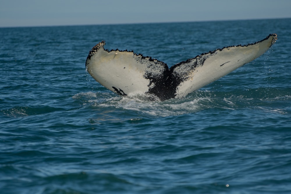 whale's tale on bodies of water at daytime