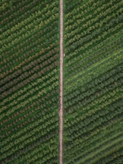 An aerial view of a lush green agricultural field with parallel rows of crops. A narrow dirt path cuts vertically through the center, dividing the field into two symmetrical halves.