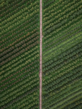 An aerial view of a lush green agricultural field with parallel rows of crops. A narrow dirt path cuts vertically through the center, dividing the field into two symmetrical halves.
