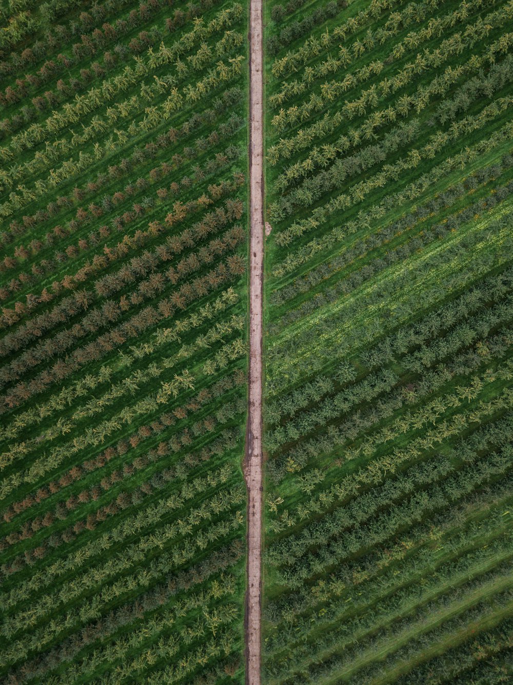 Un avion survole un champ de cultures