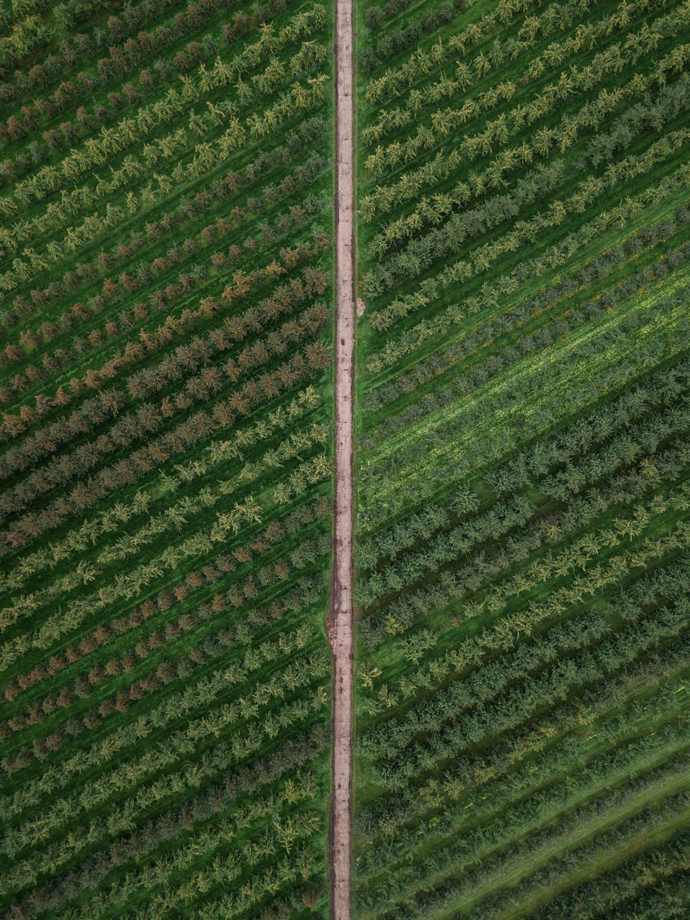 an airplane is flying over a field of crops