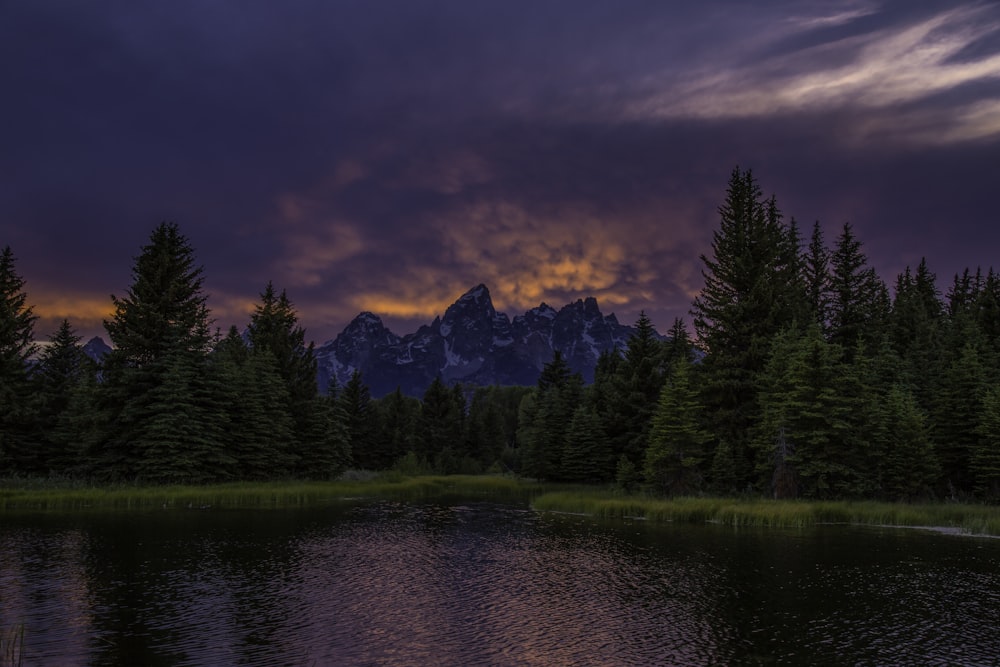 trees near body of water under cloudy sky