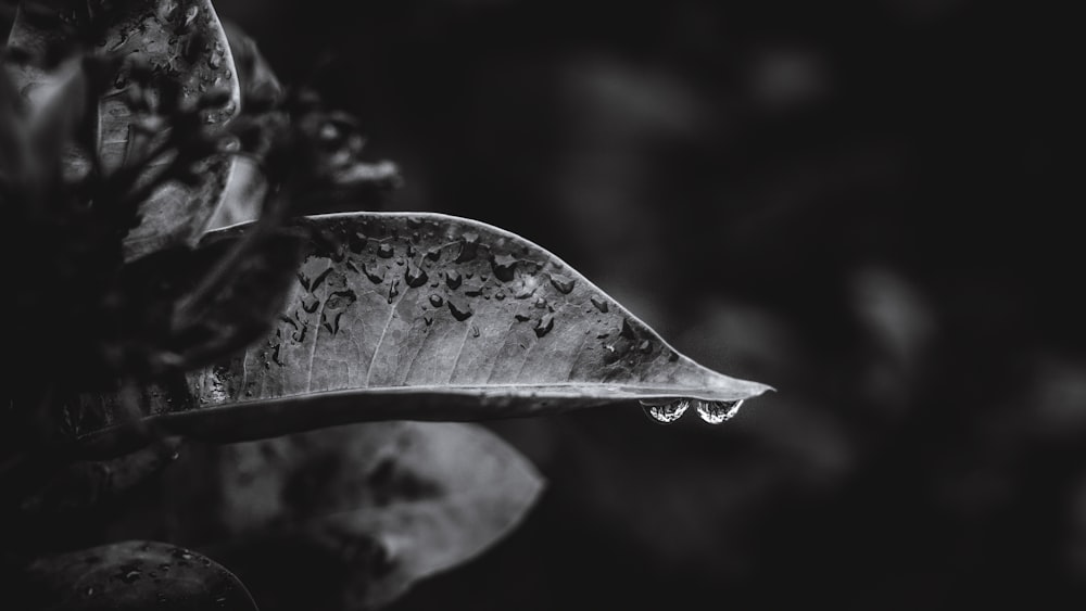 grayscale and bokeh photography of leaves