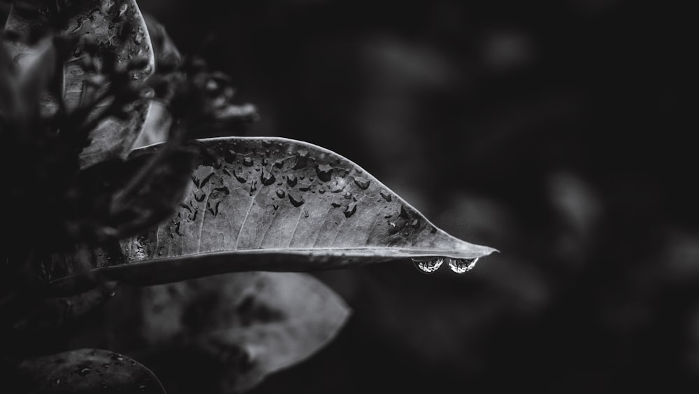 Photographie en niveaux de gris et bokeh de feuilles