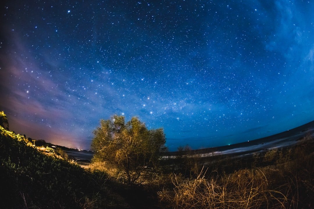 green tree under starry night