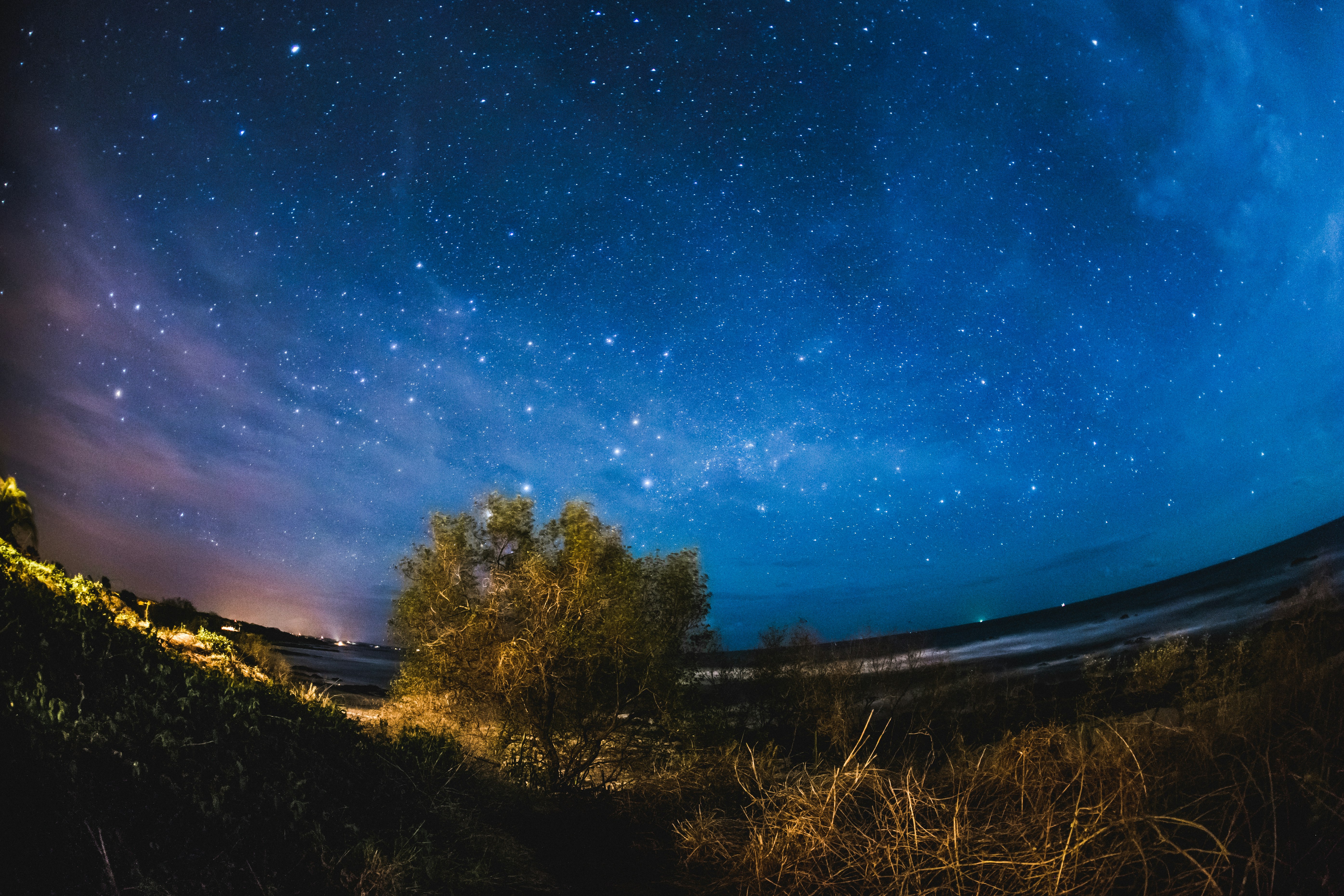 green tree under starry night